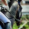 Horse racing skills that you definitely miss